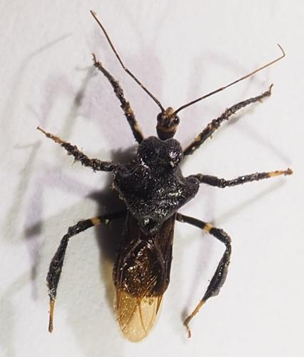 Notocyrtus gibbus